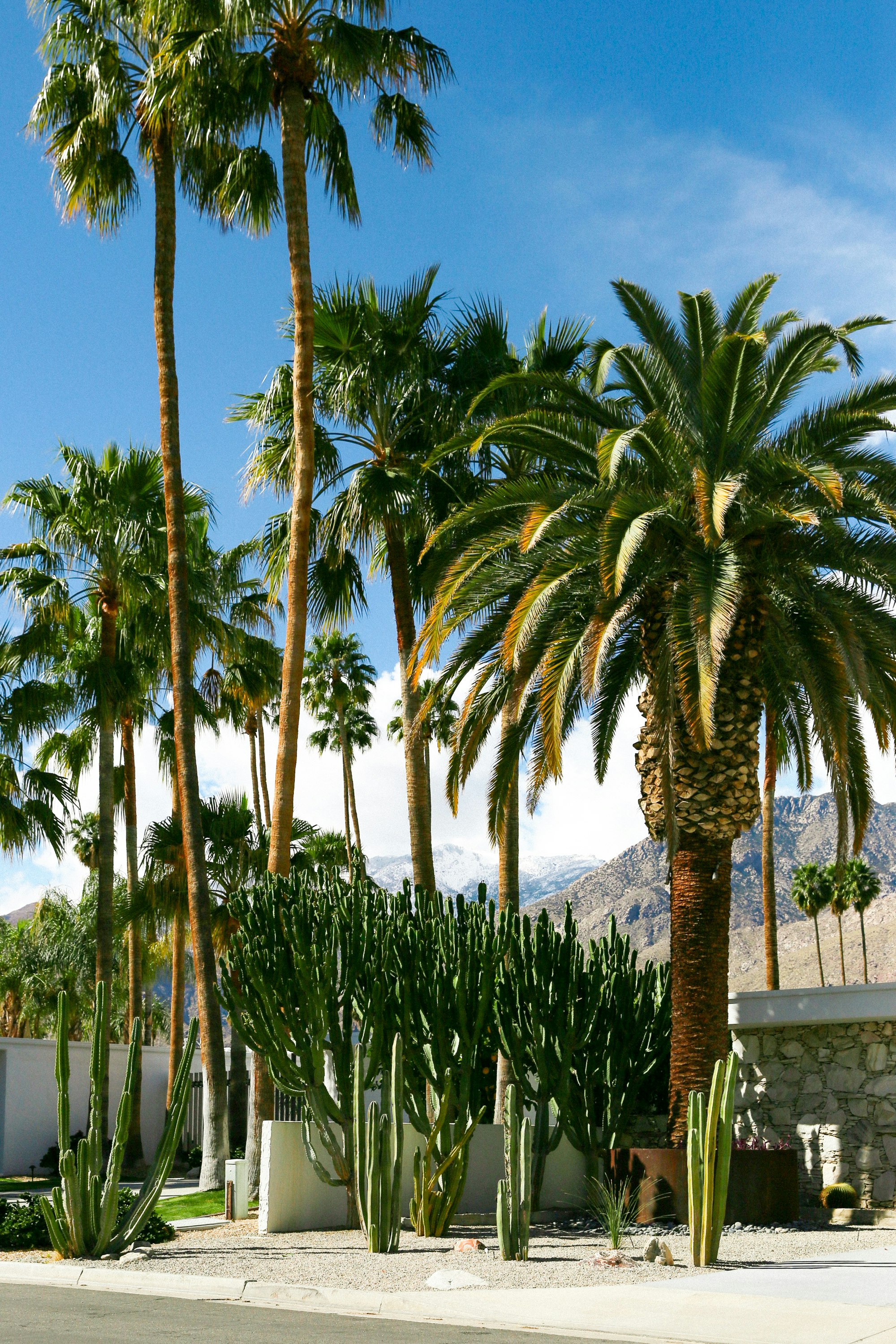 palm trees near body of water during daytime